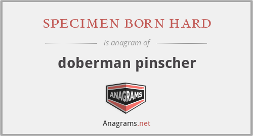 specimen born hard - doberman pinscher